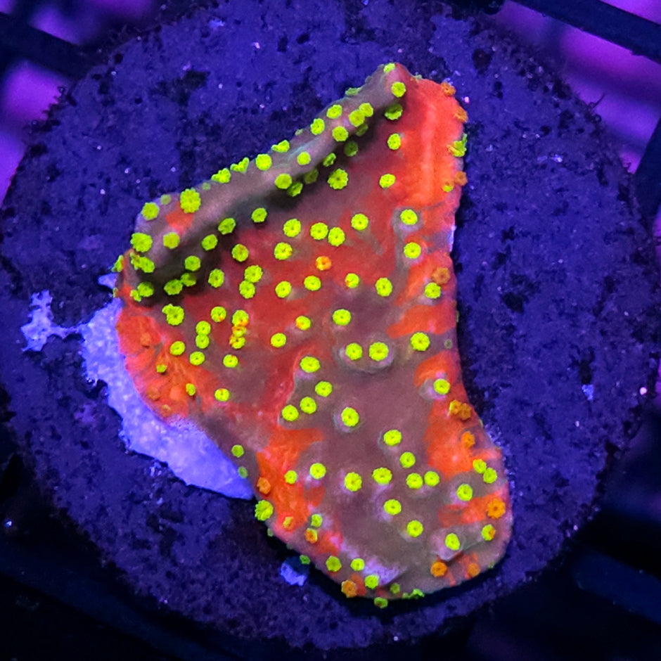 HF Shadow Dancer Grafted Montipora