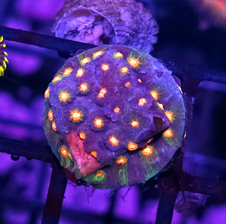 Rainbow Meltdown Cyphastrea