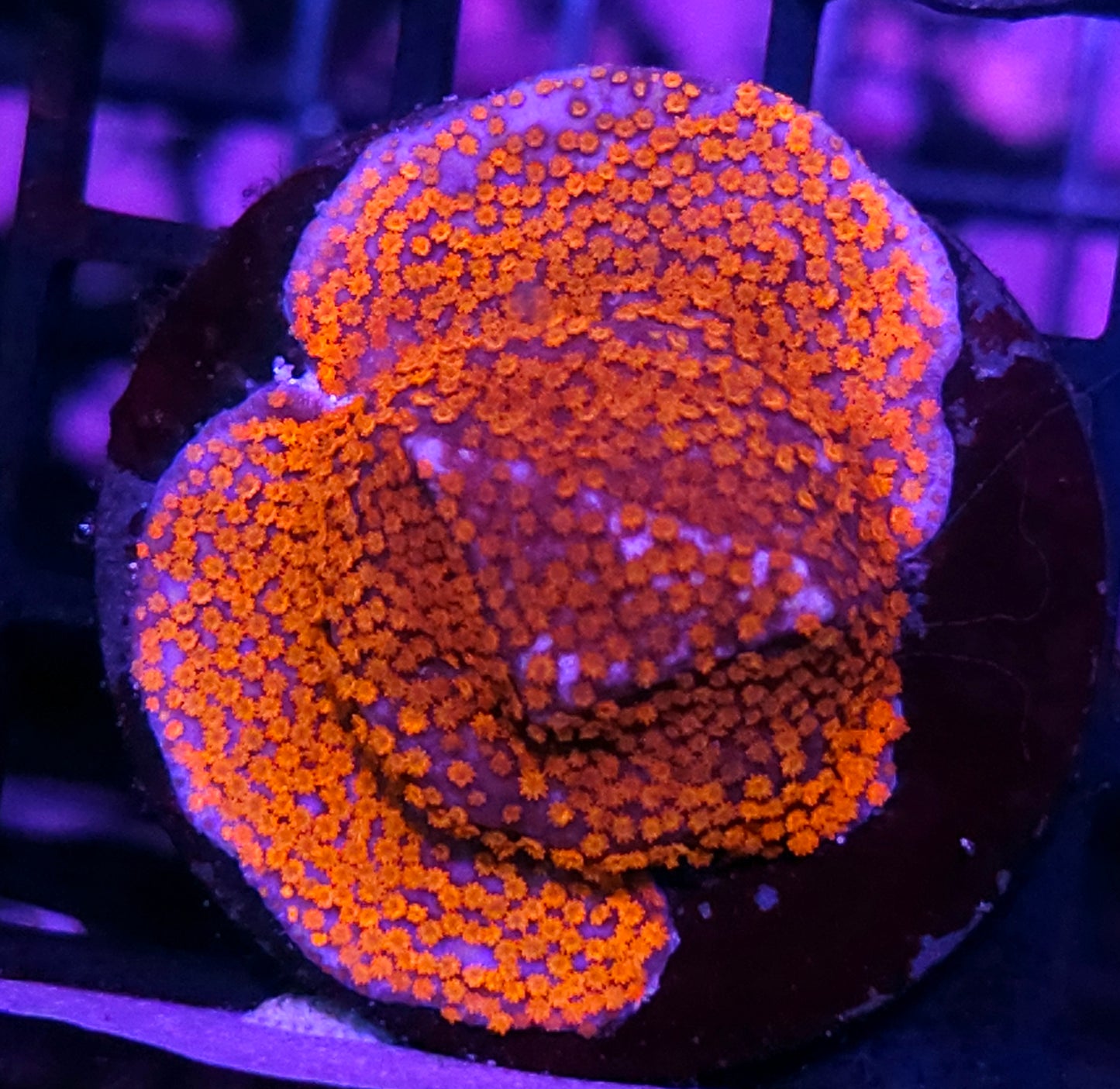 Spiderman Montipora