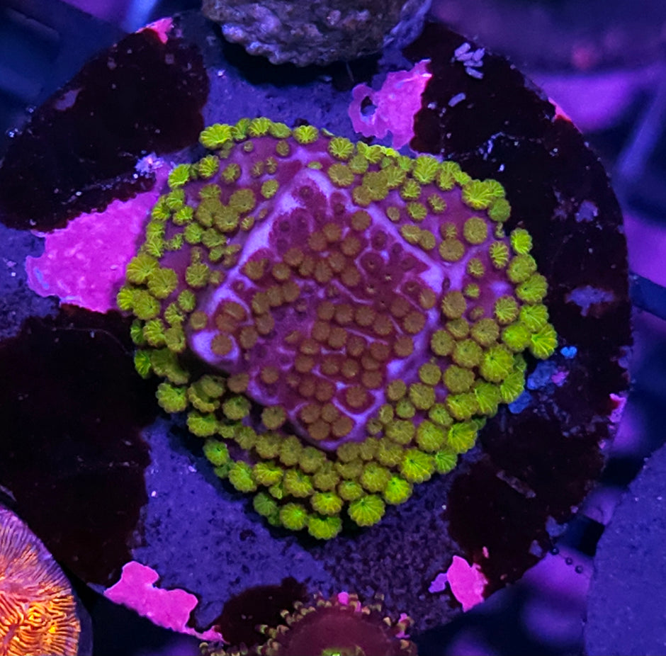 HF Berry Surprise Montipora