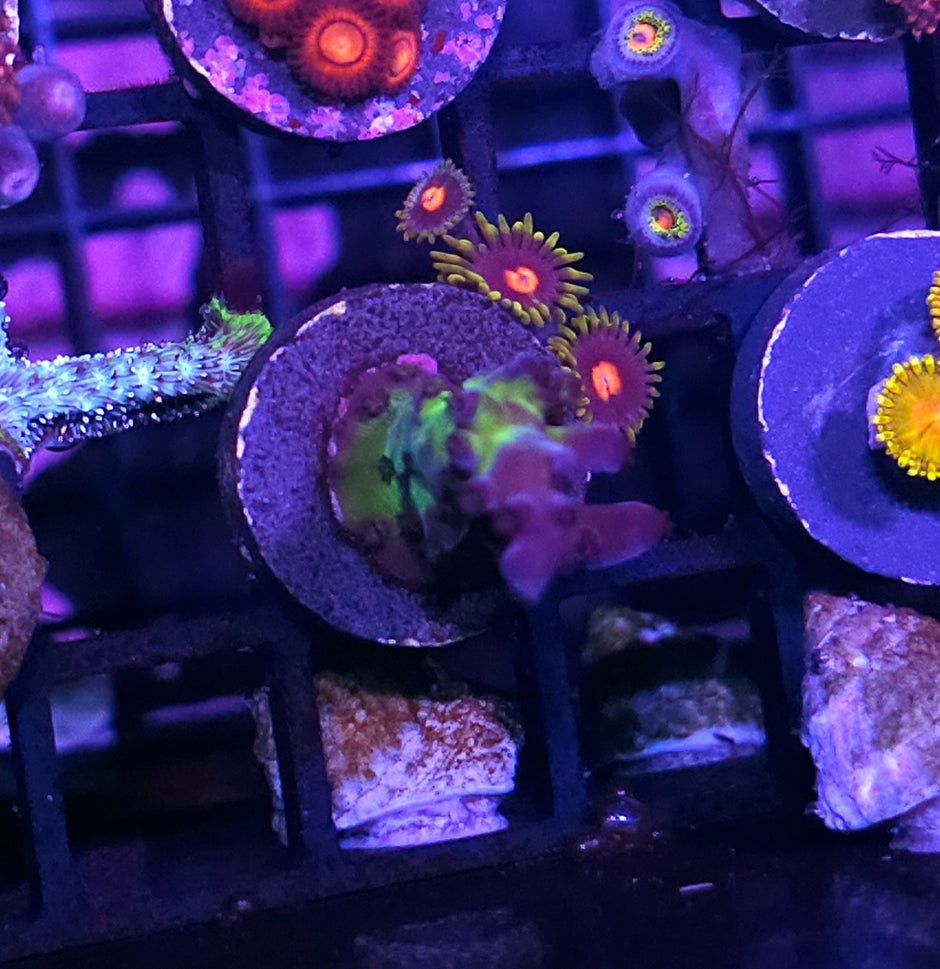 DR Miagi Tort Acropora