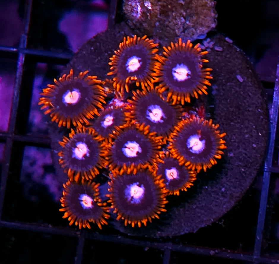 Omega Zoas