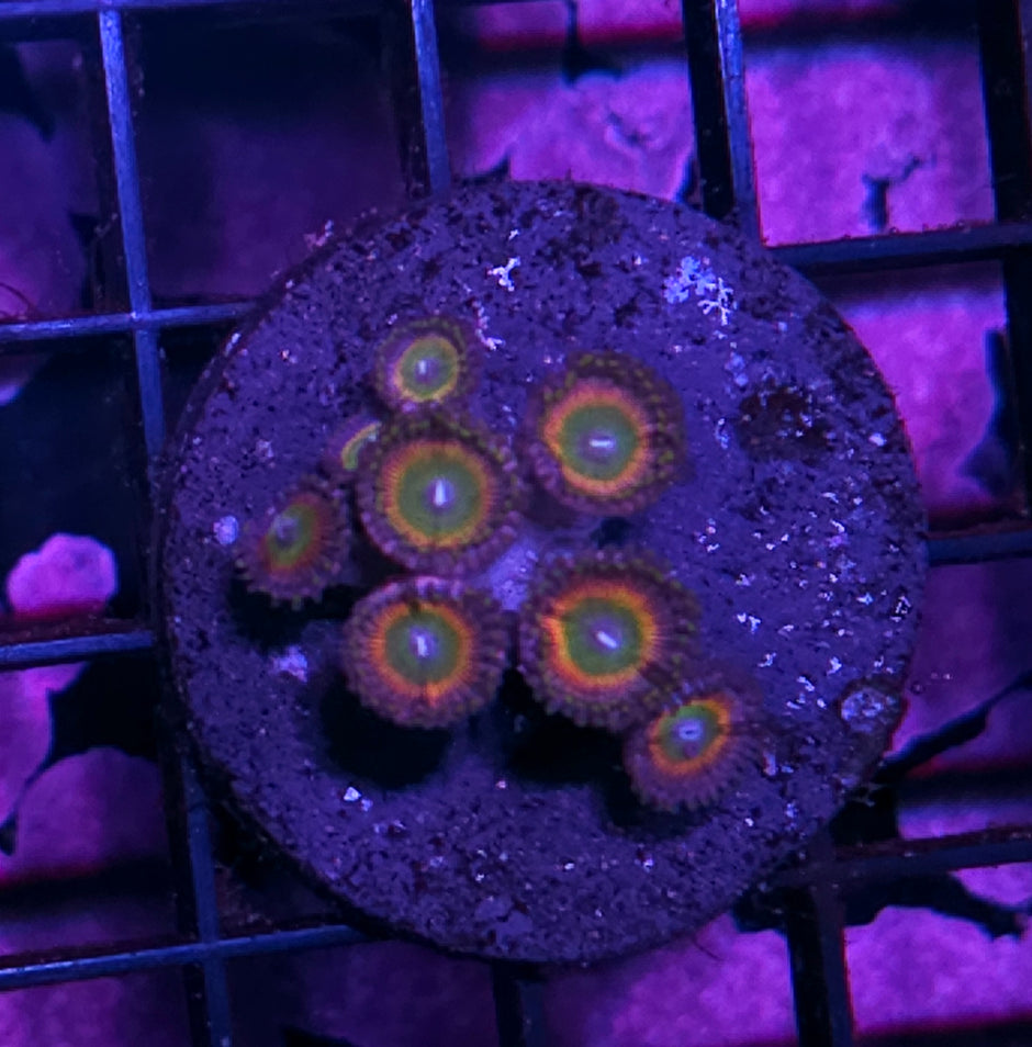 Sunny D Zoas
