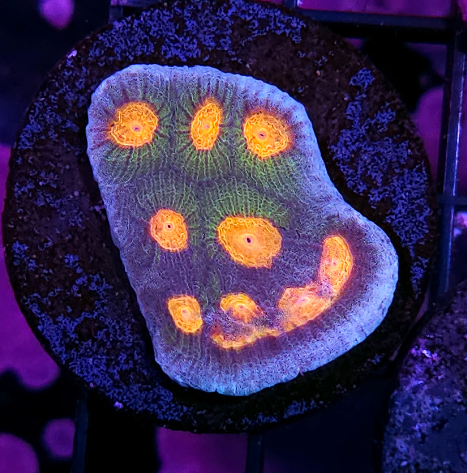 HF Miraculous Favia 😍