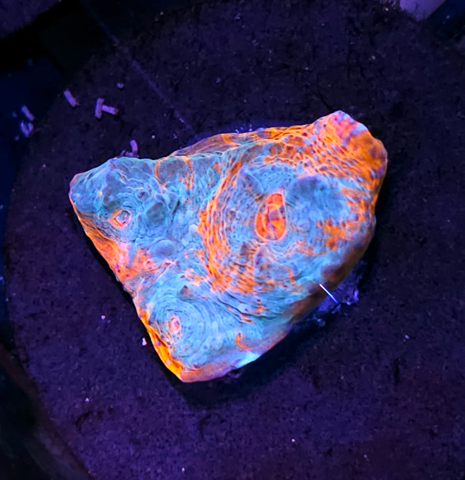 HF Tidal Wave Chalice