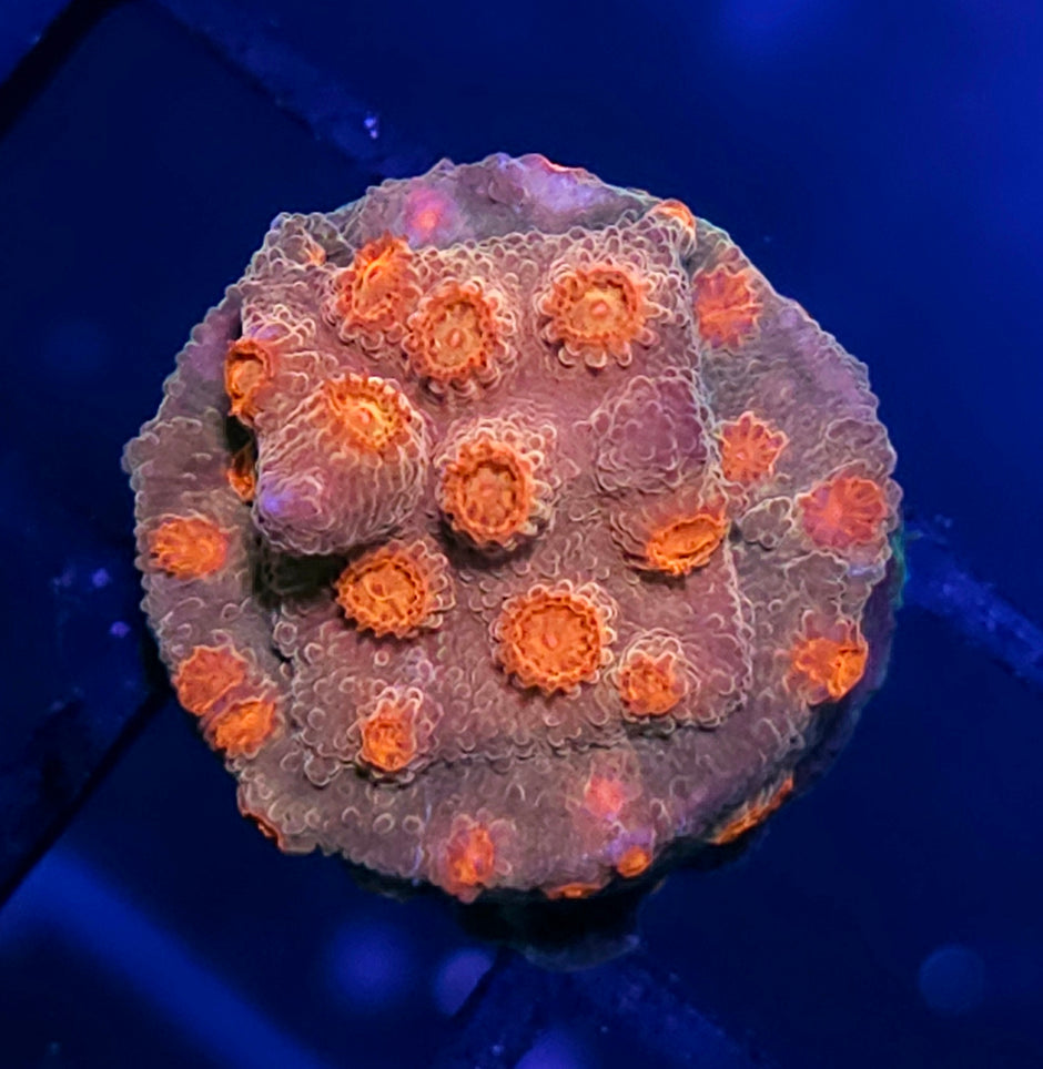 Playmate Cyphastrea