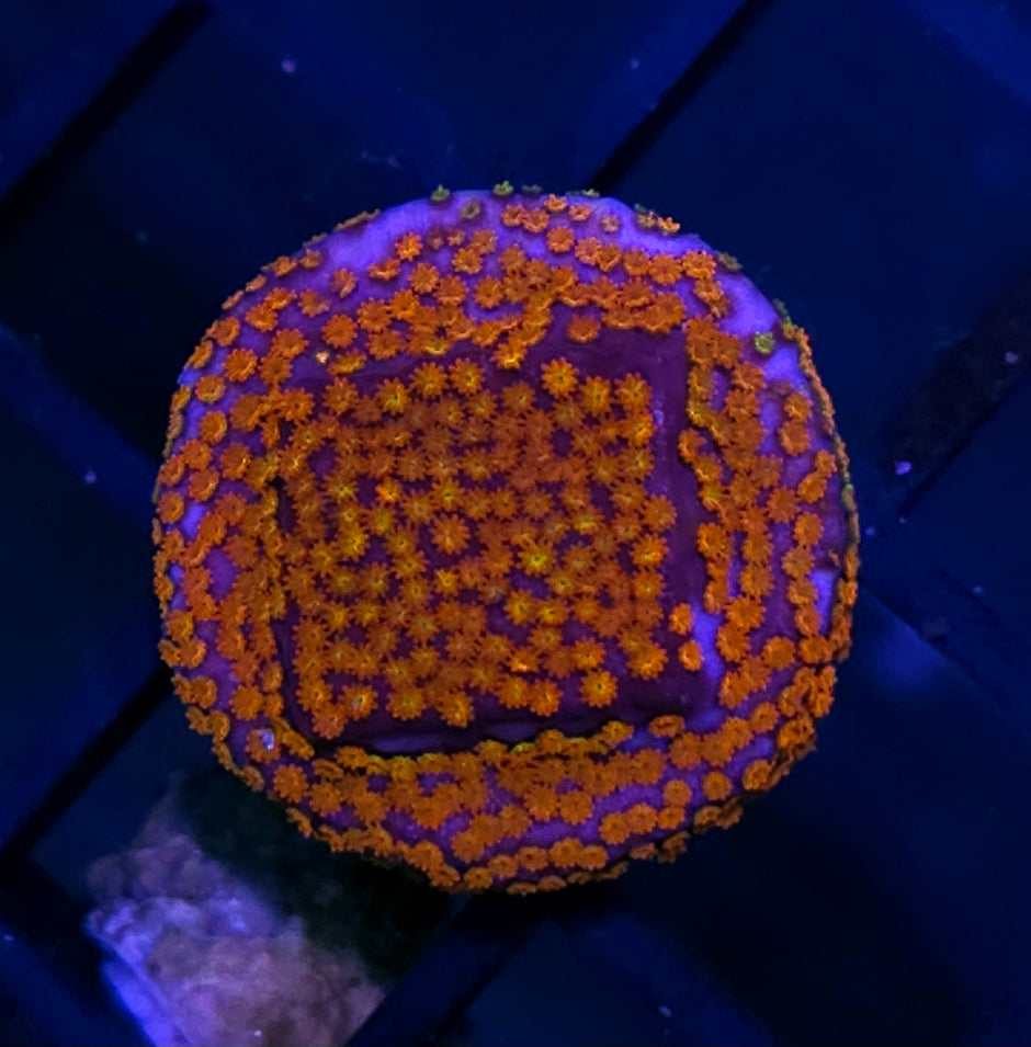 Burning Rainbow Montipora