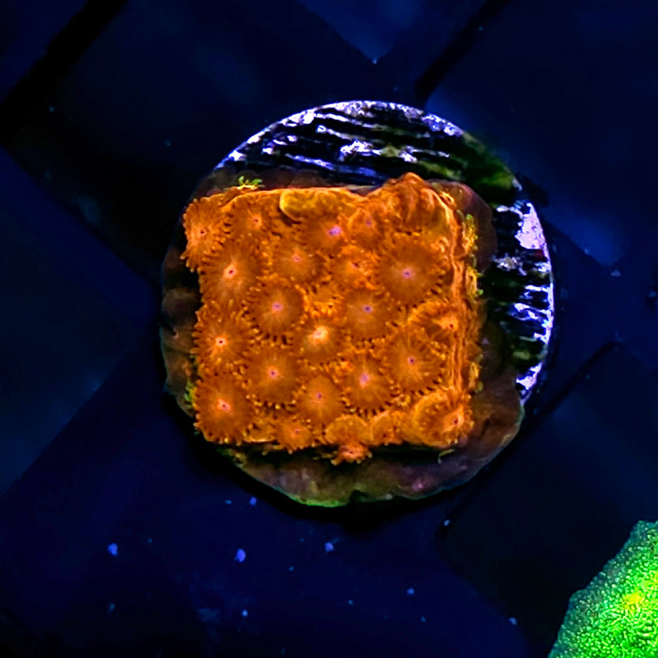 Gold Strike Cyphastrea
