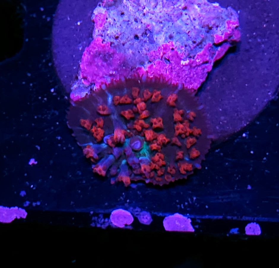 Rave Party St Thomas Mushroom