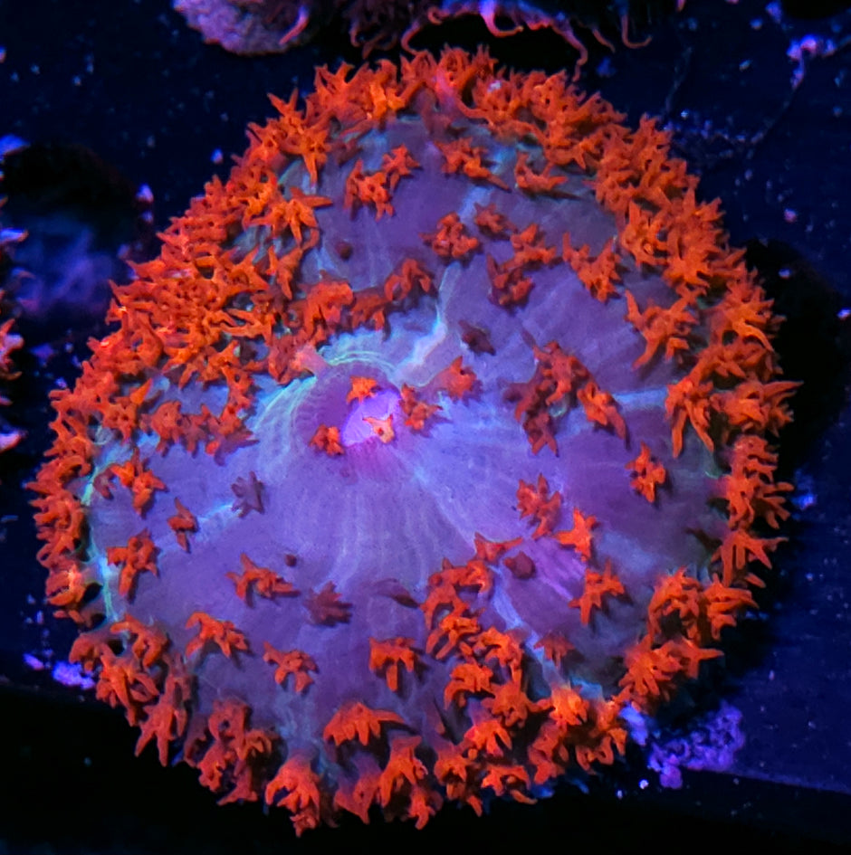 Red Rockets St Thomas Mushroom