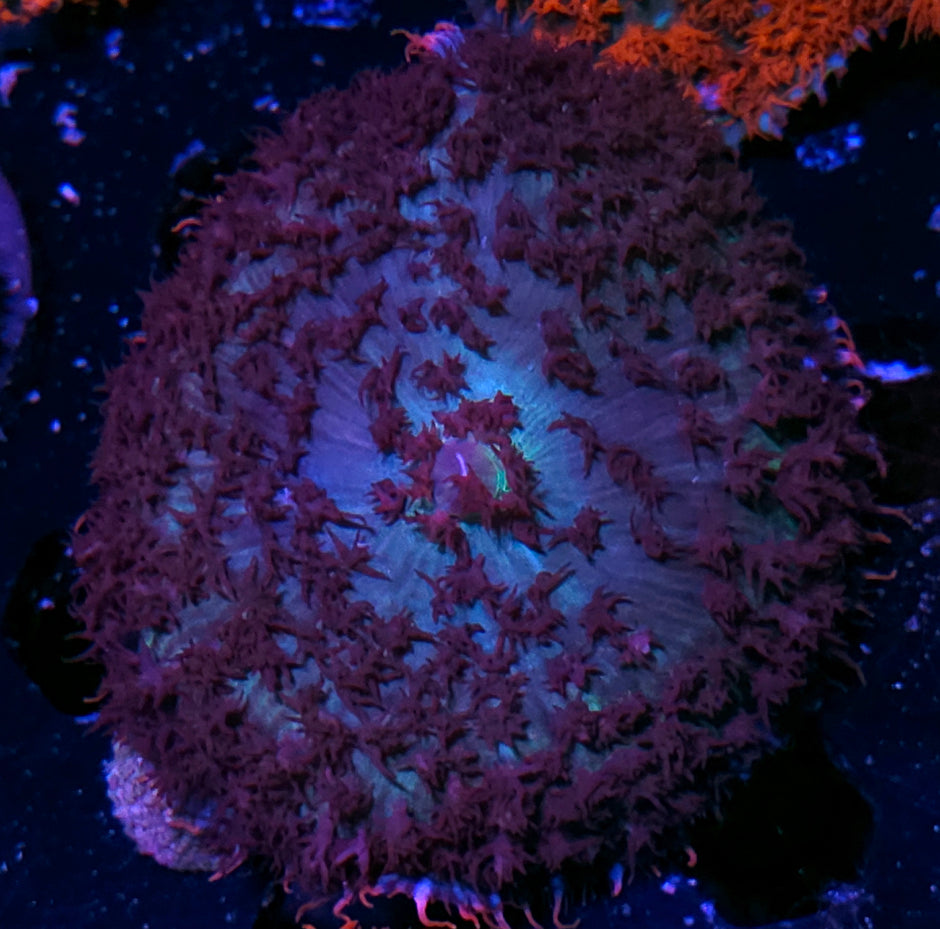 Aquaman St Thomas Mushroom