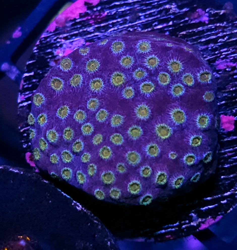 Lakers Cyphastrea