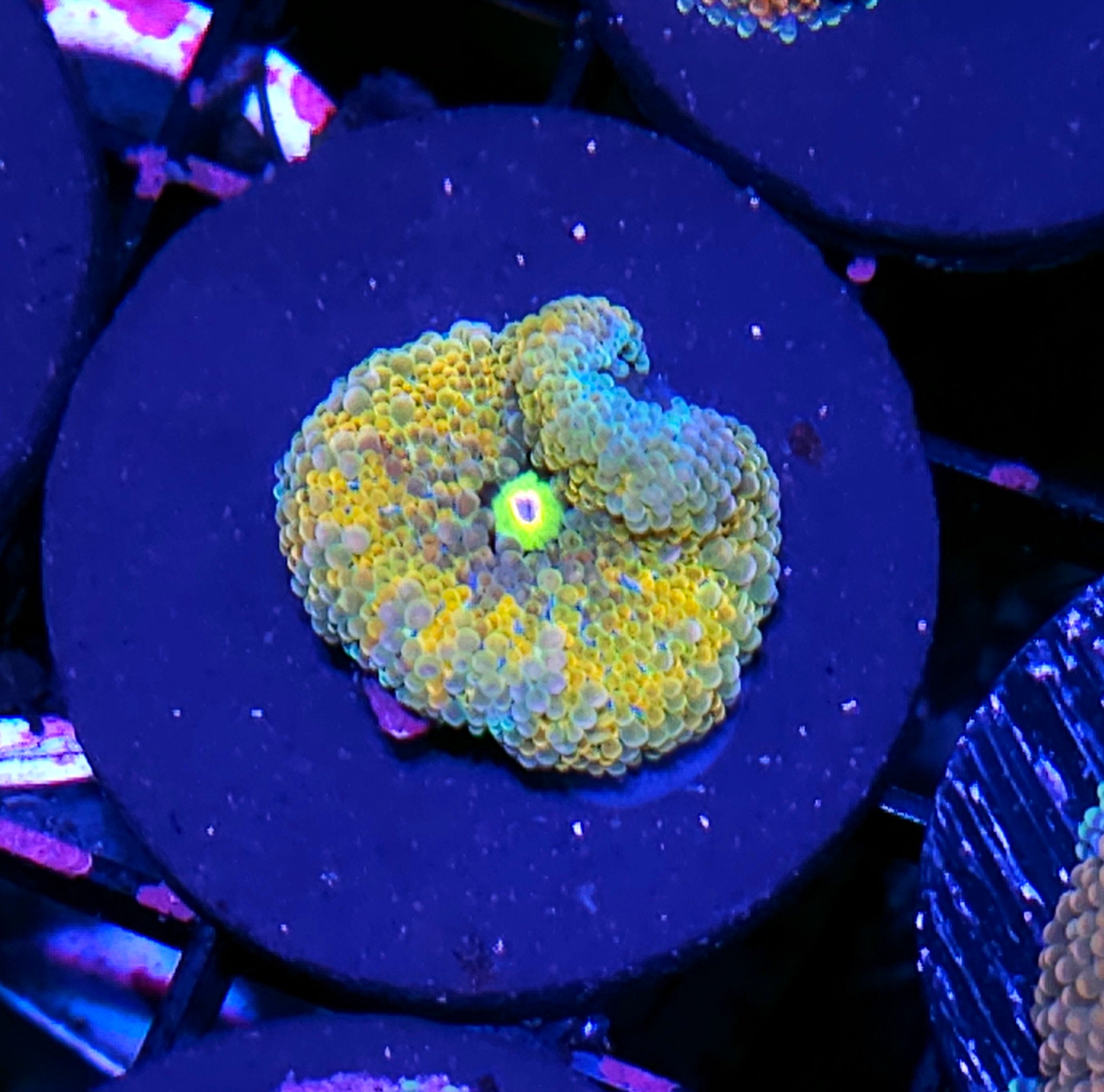 All Coral – Page 3 – Hellfire Frags