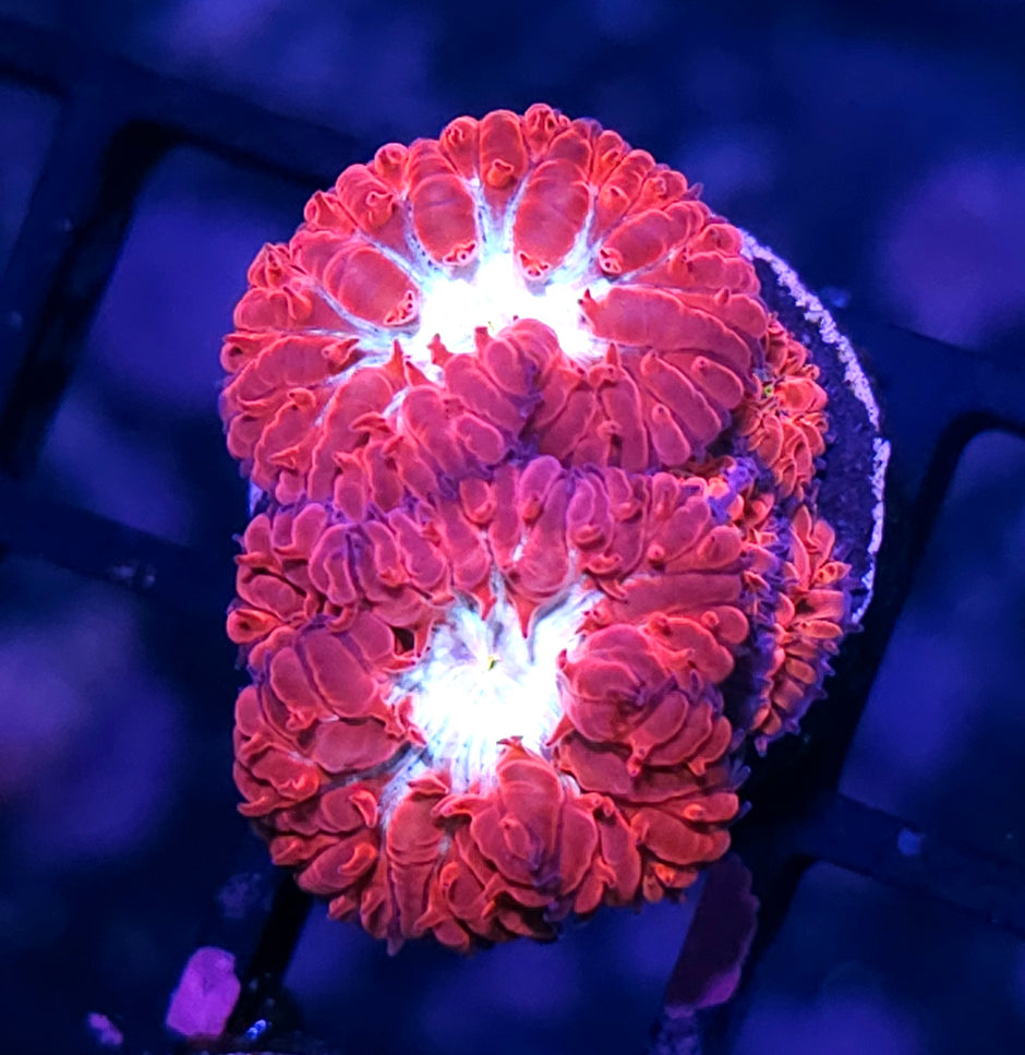Supernova Blastos