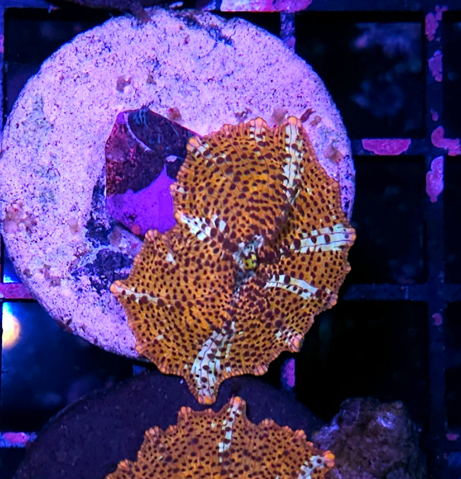 HF Cheetah Mushroom