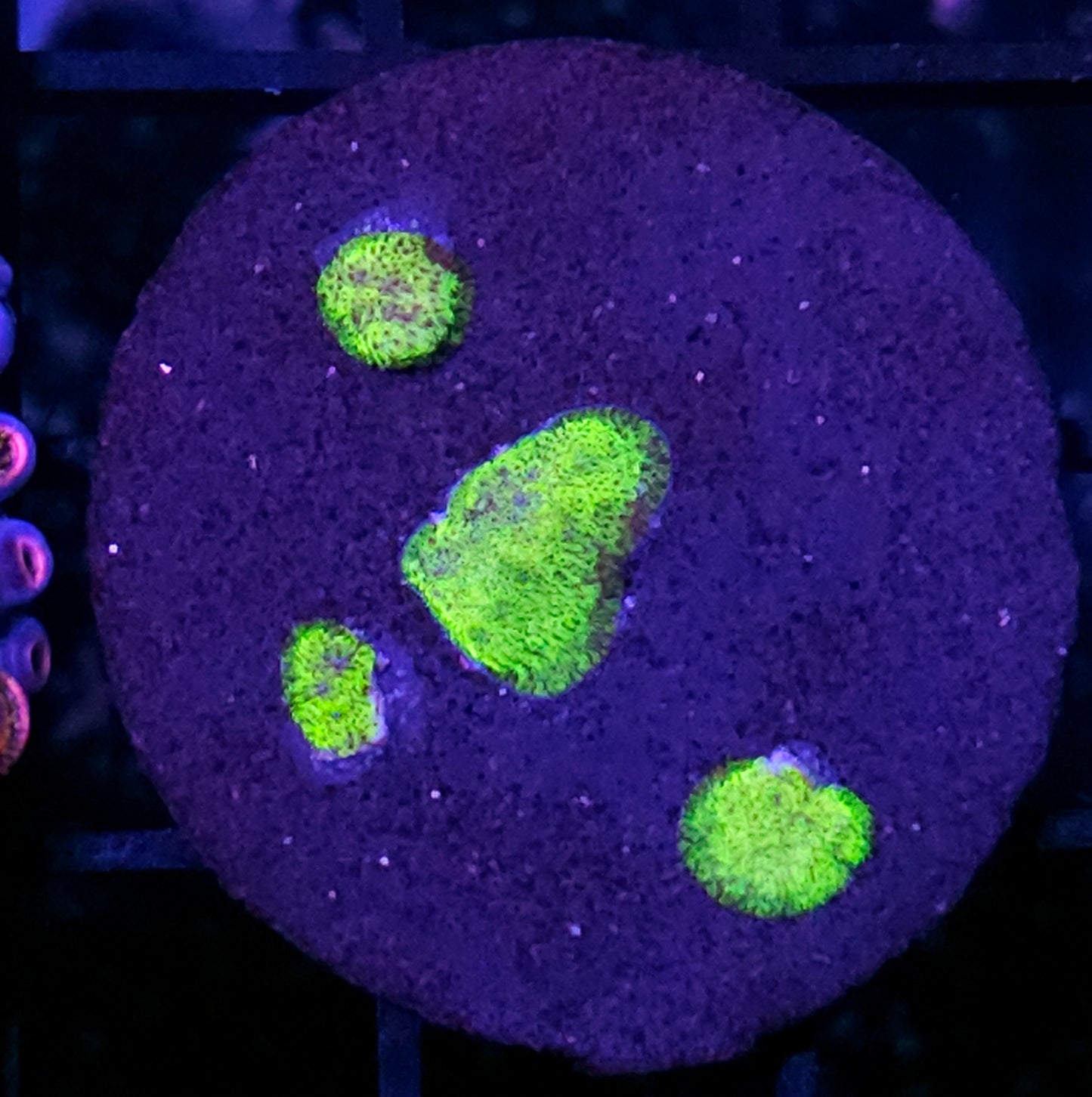 Highlighter Psammacora