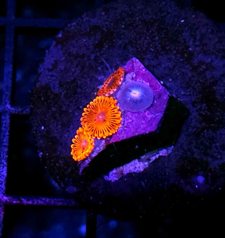 HF Nosferatu Zoas