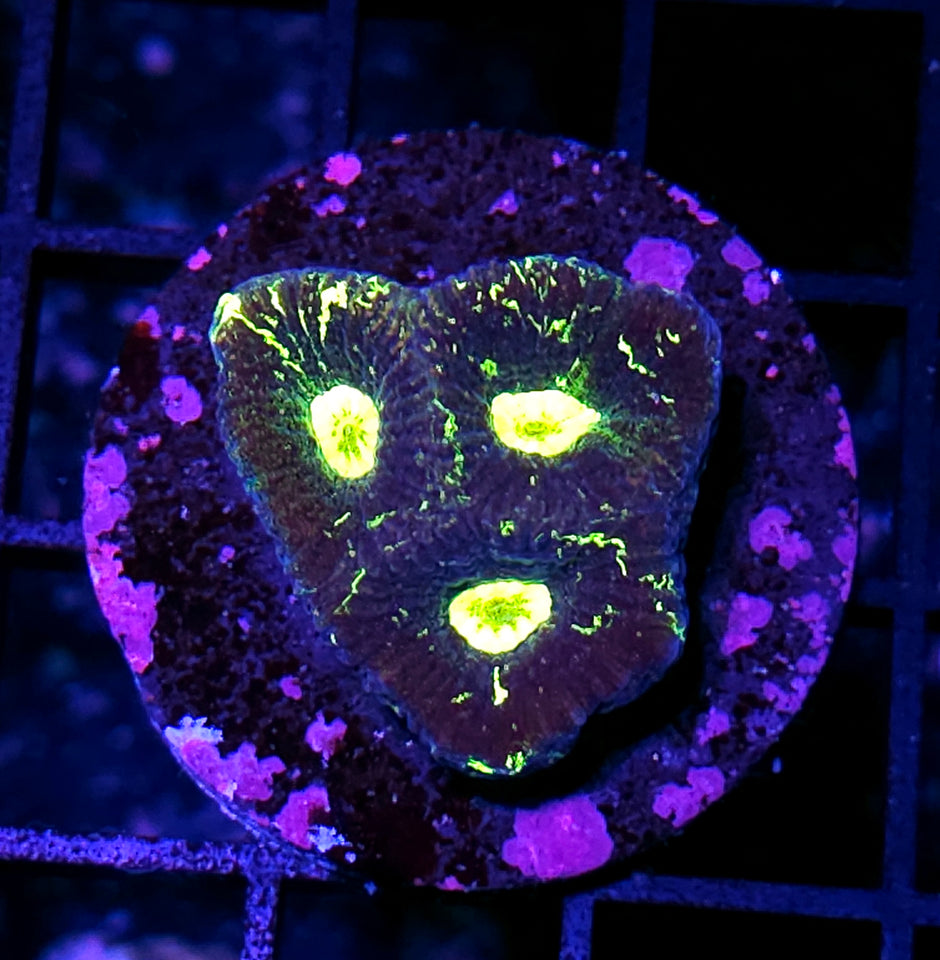 Acid Splash Goniastrea