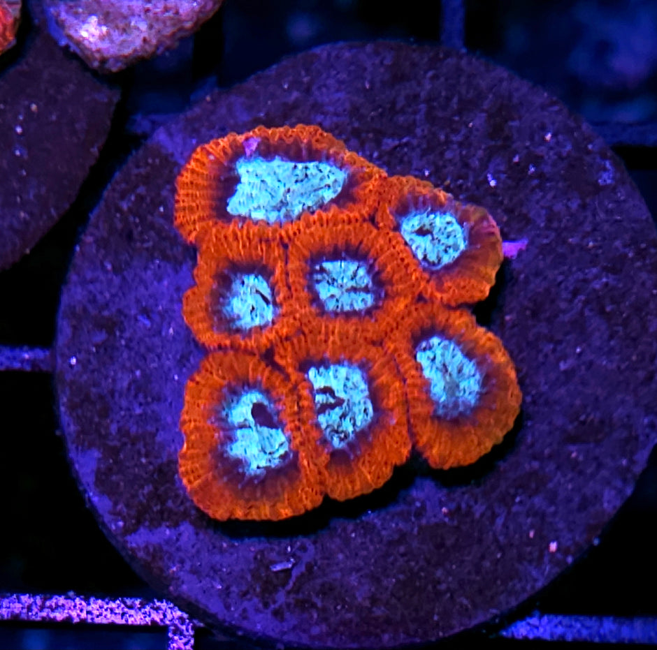 Spiced Ice Micro Favia