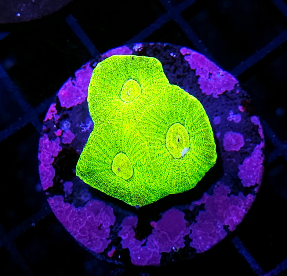 Koopi Kochi Goniastrea