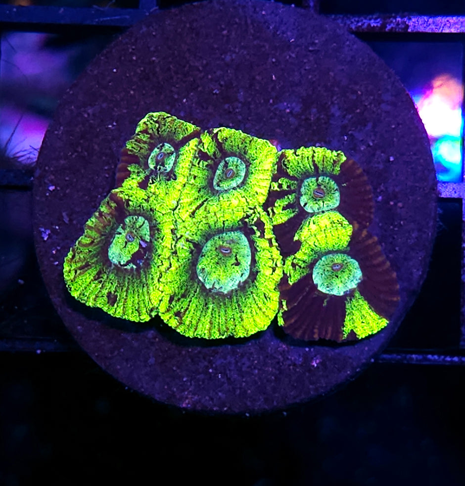 Sewer Rats Micro Favia