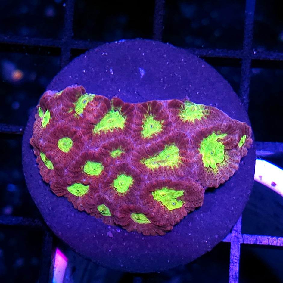 HF Hibiscus Favites
