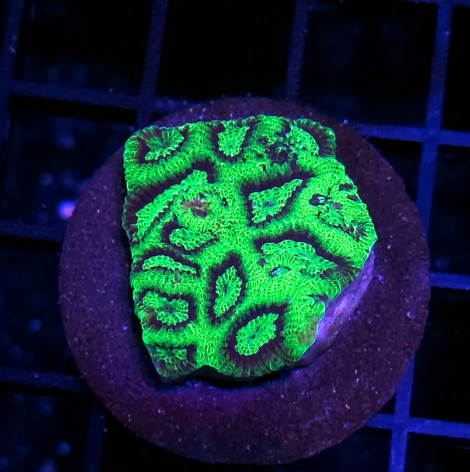 HF Gotham City Micro Favia