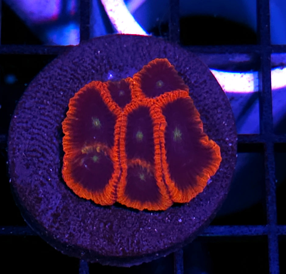 Demon Aura Micro Favia