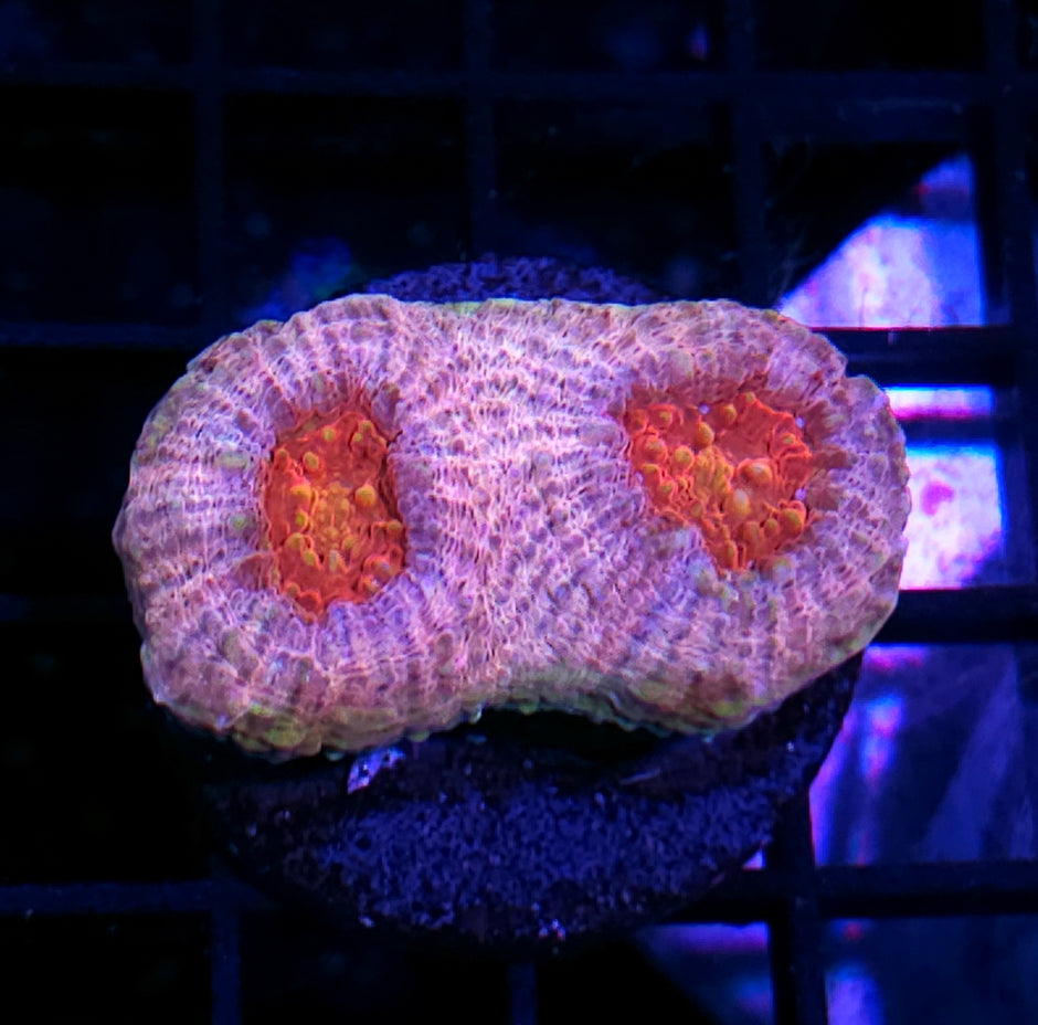 HF Gamut Rainbow Chalice