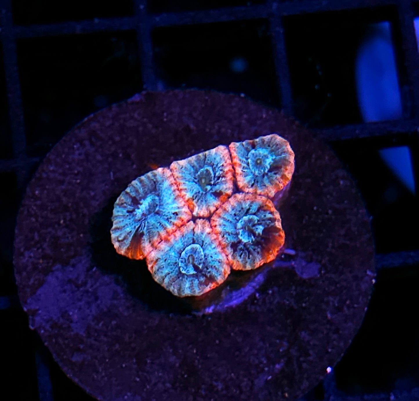 HF Stained Glass Micro Favia