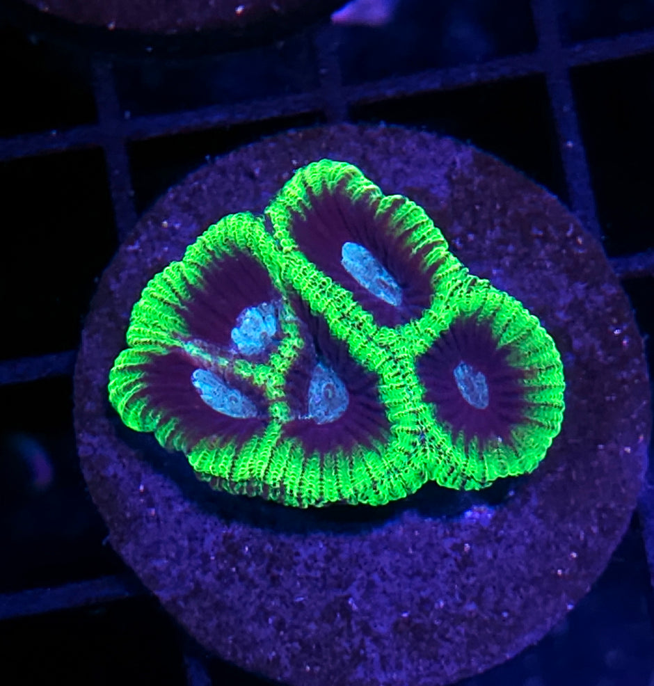 HF Perfect Villian Micro Favia