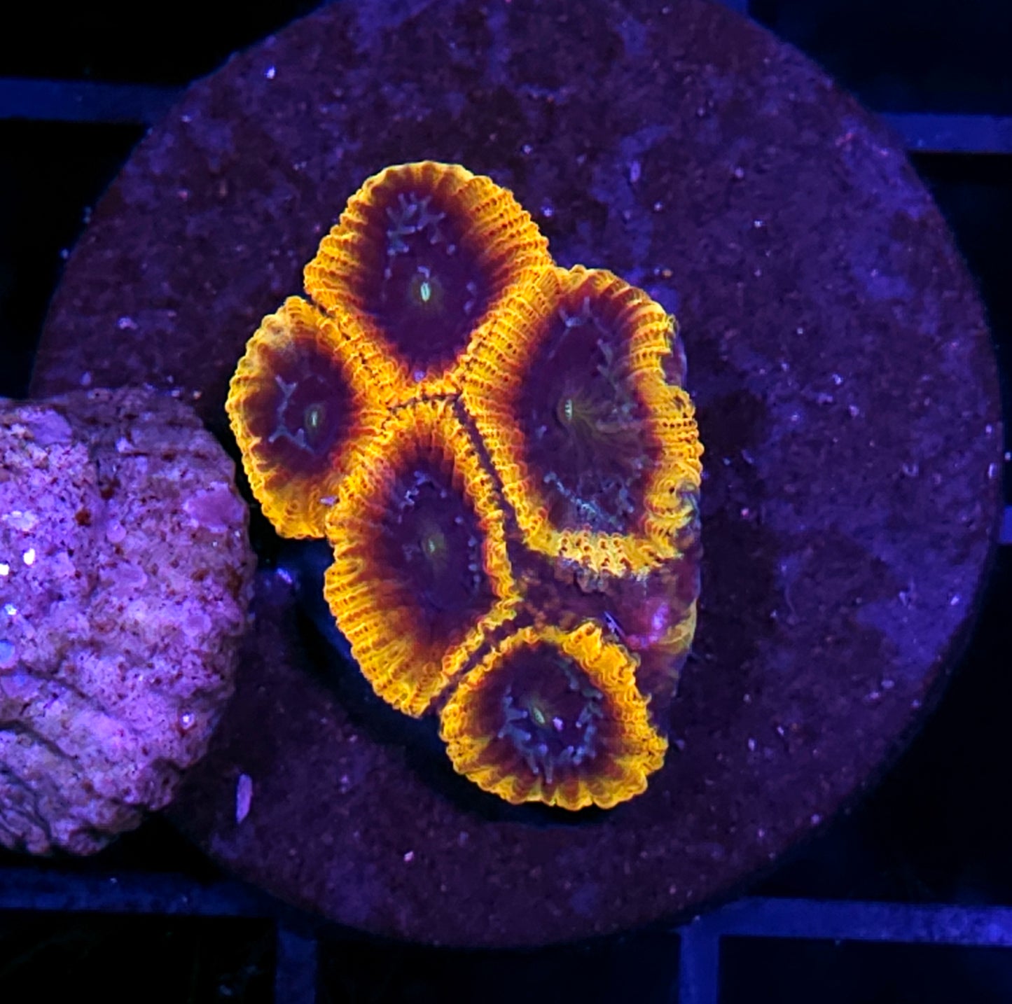 HF Lost Souls Micro Favia