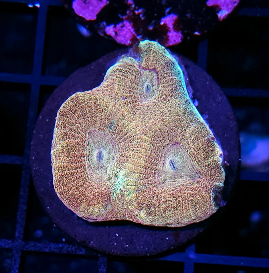Golden Opalescent Prism