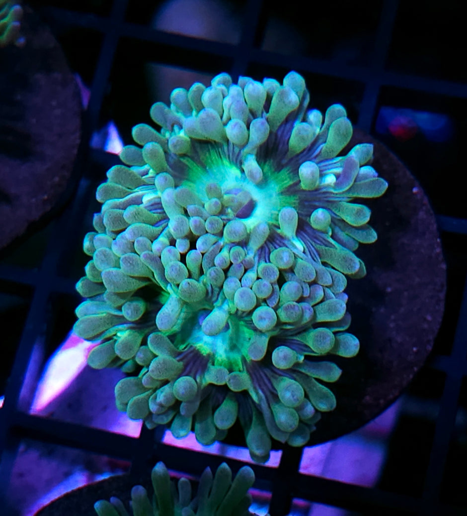 Funky Duncans