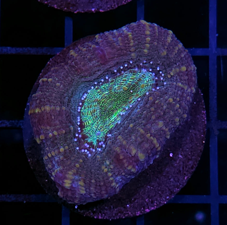 Raptor Eye Bowerbanksi