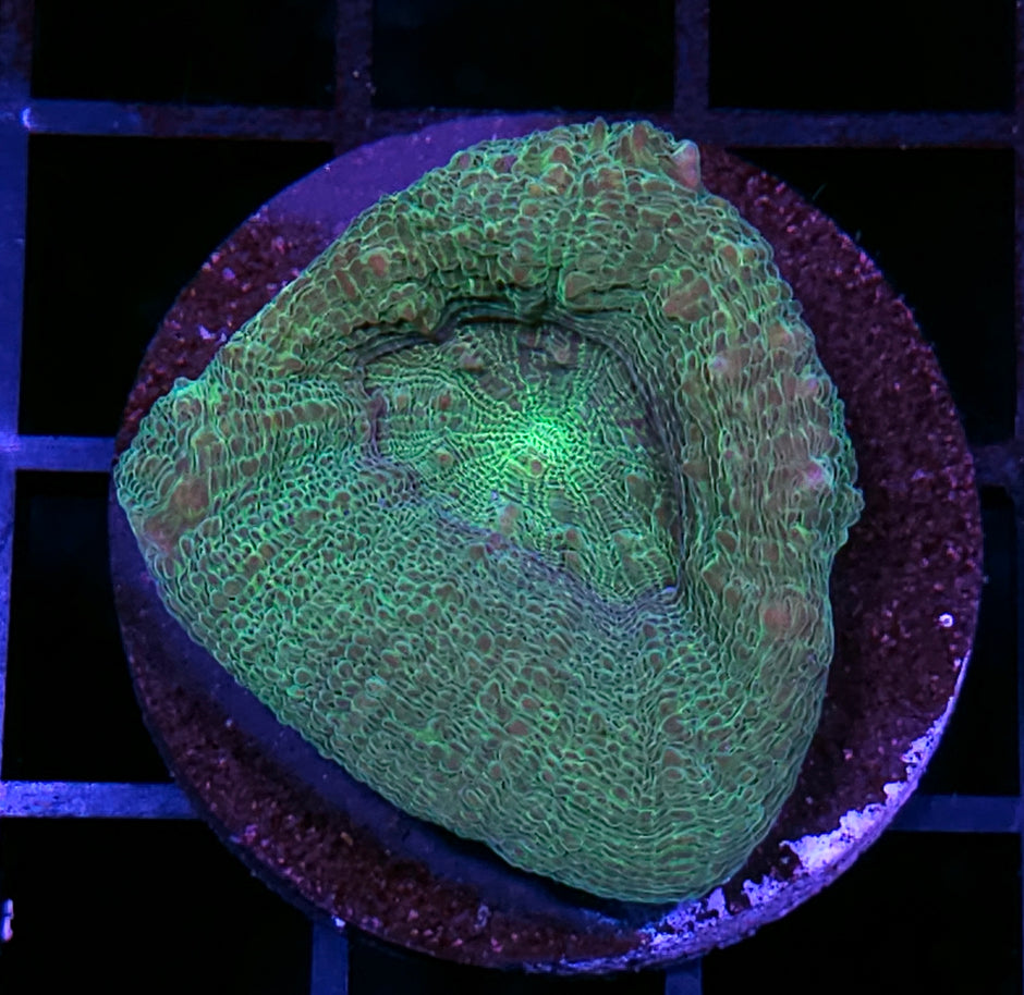 Jolly Green Bowerbanksi