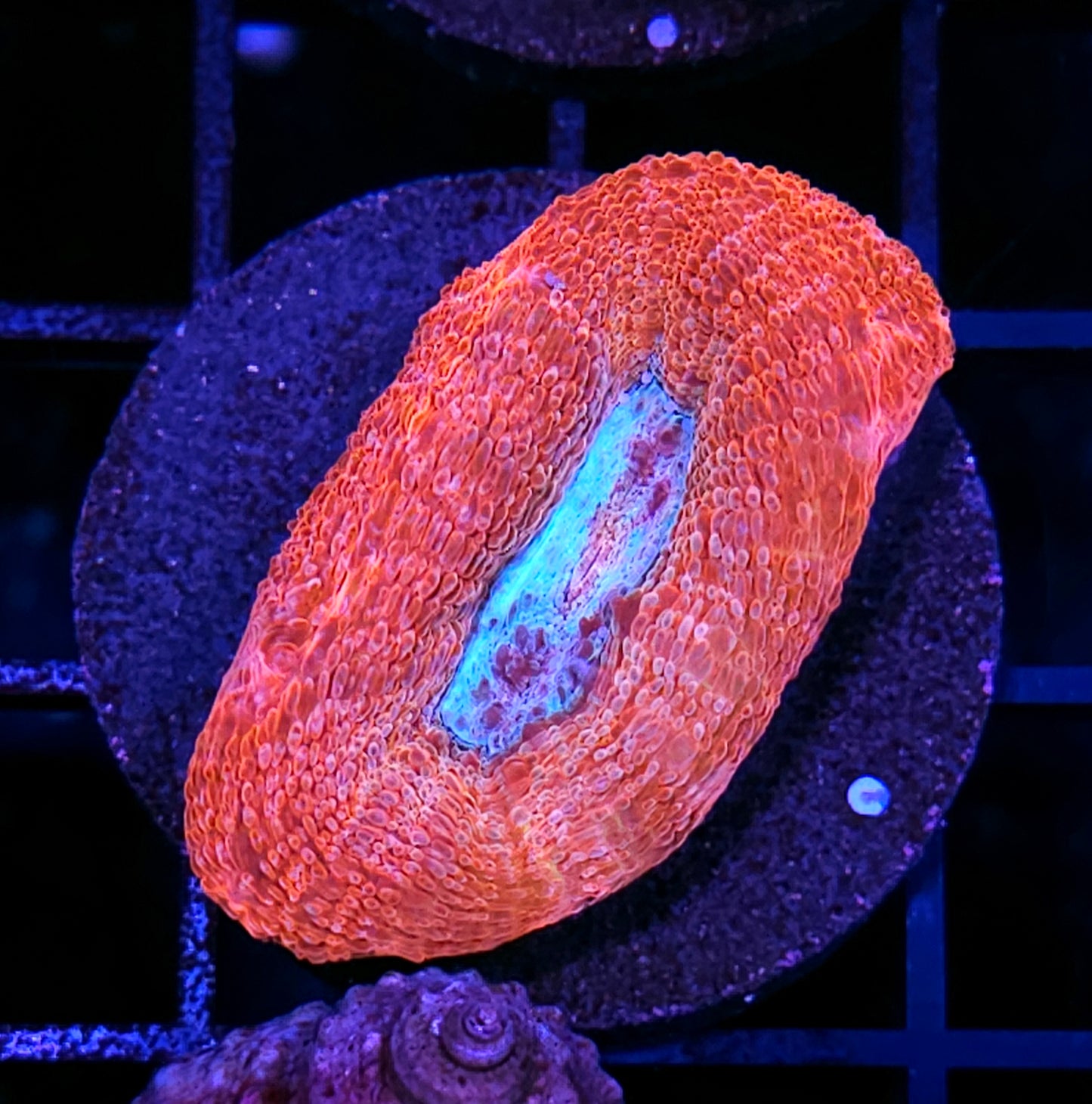 Interior Oceans Bowerbanksi