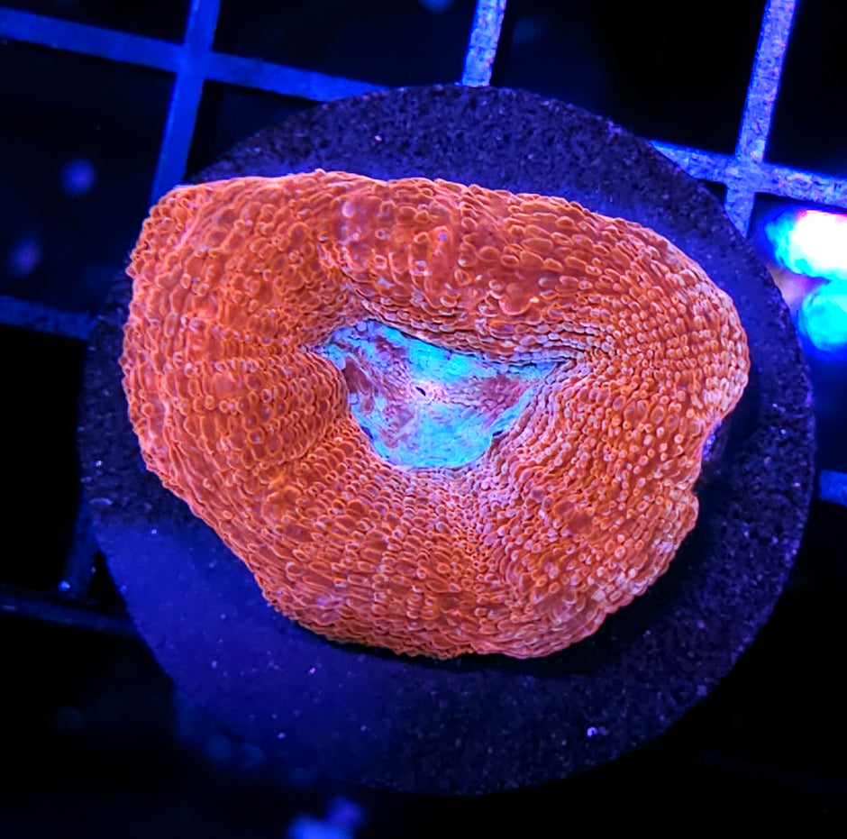 Cosmic Blood Oceans Bowerbanksi