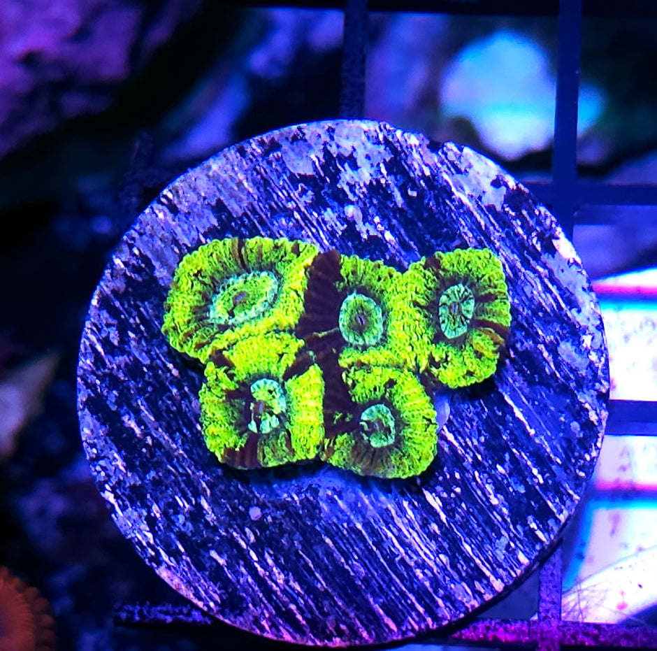Radiation Micro Favia