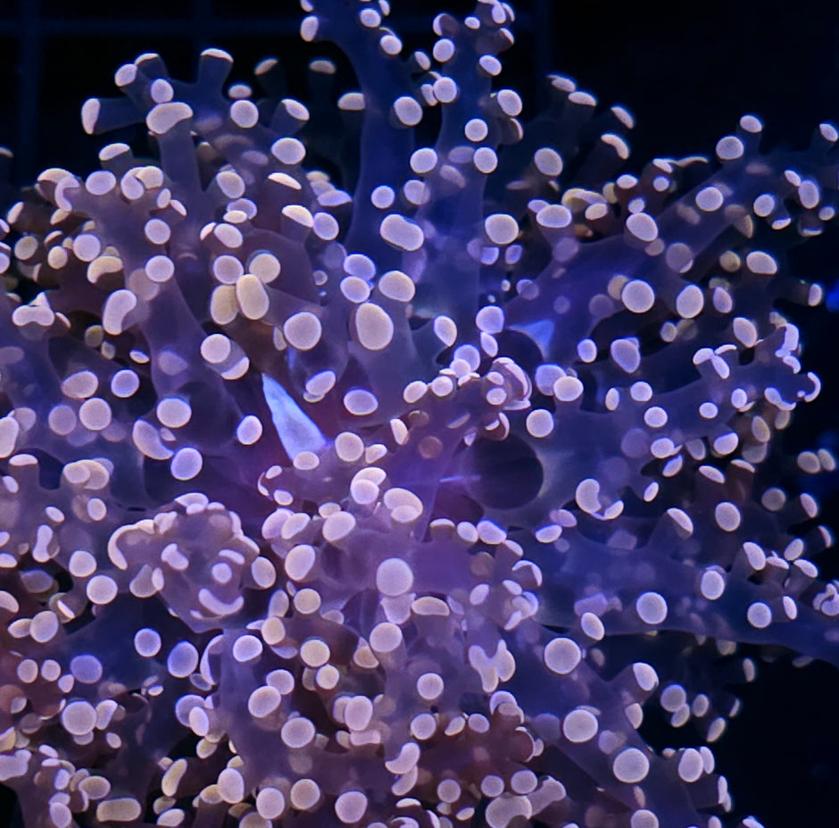 Orange Frogspawn