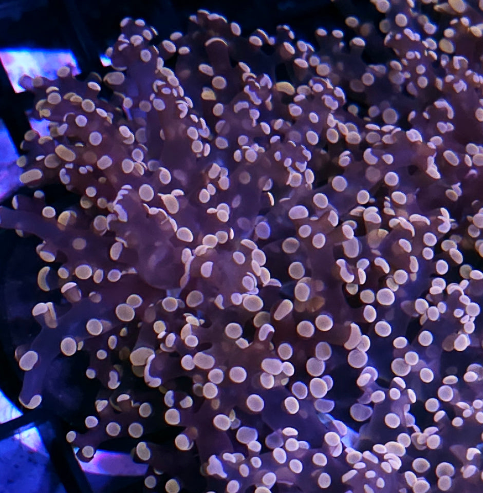 Orange Frogspawn