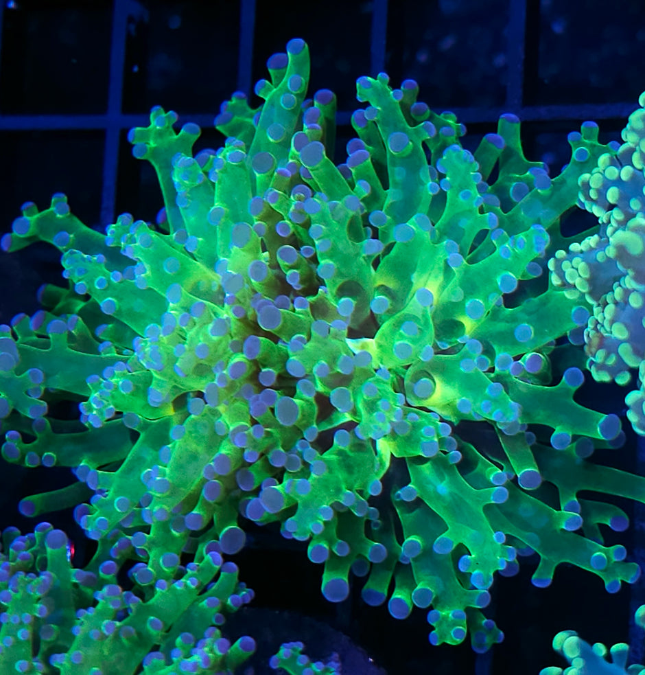 Double Blue Tip Frogspawn