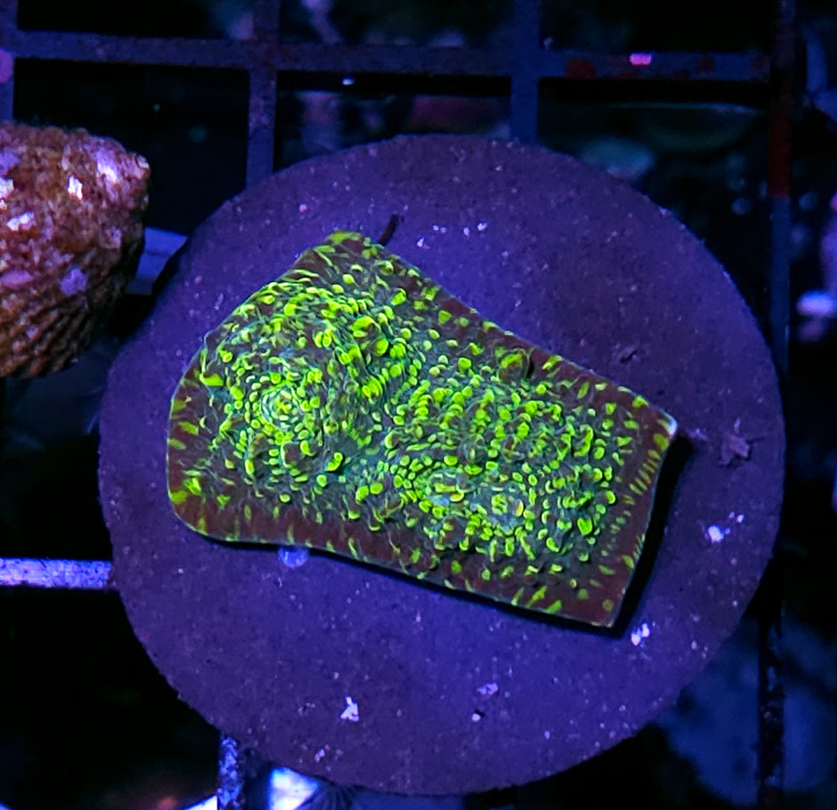 WWC Toxic Pie Chalice