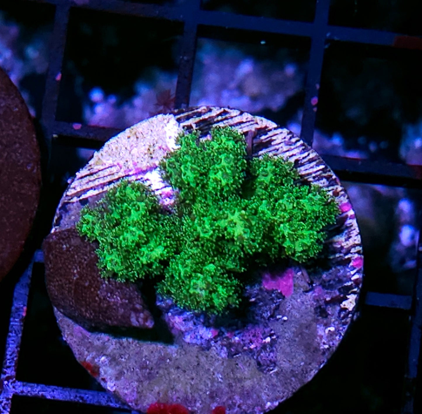 Emerald Green Pocilopora