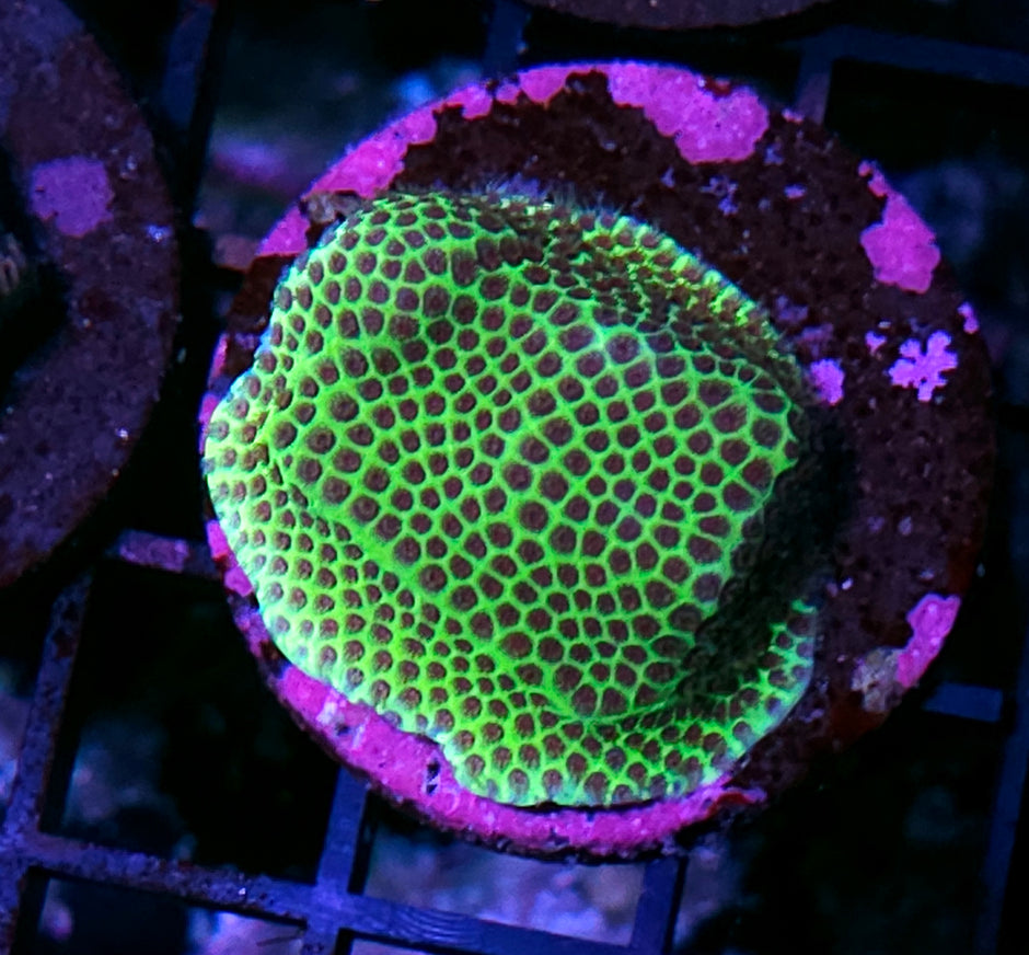 Grinch Porites