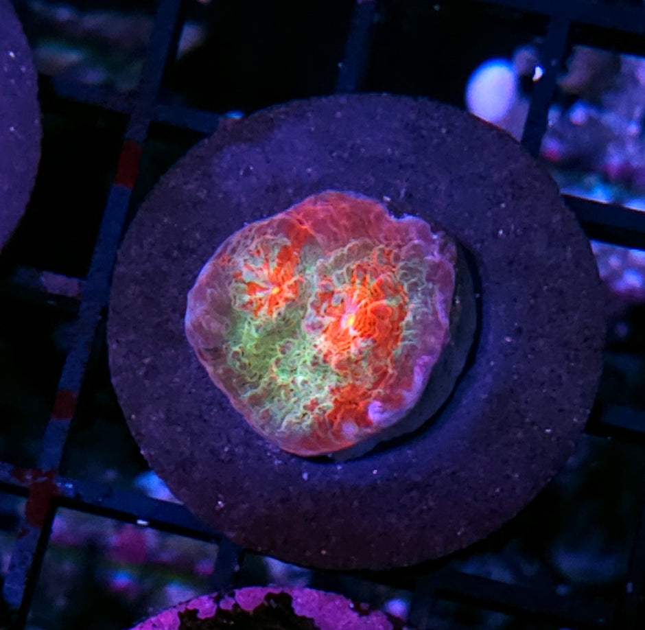 HF Helium Nebula Chalice