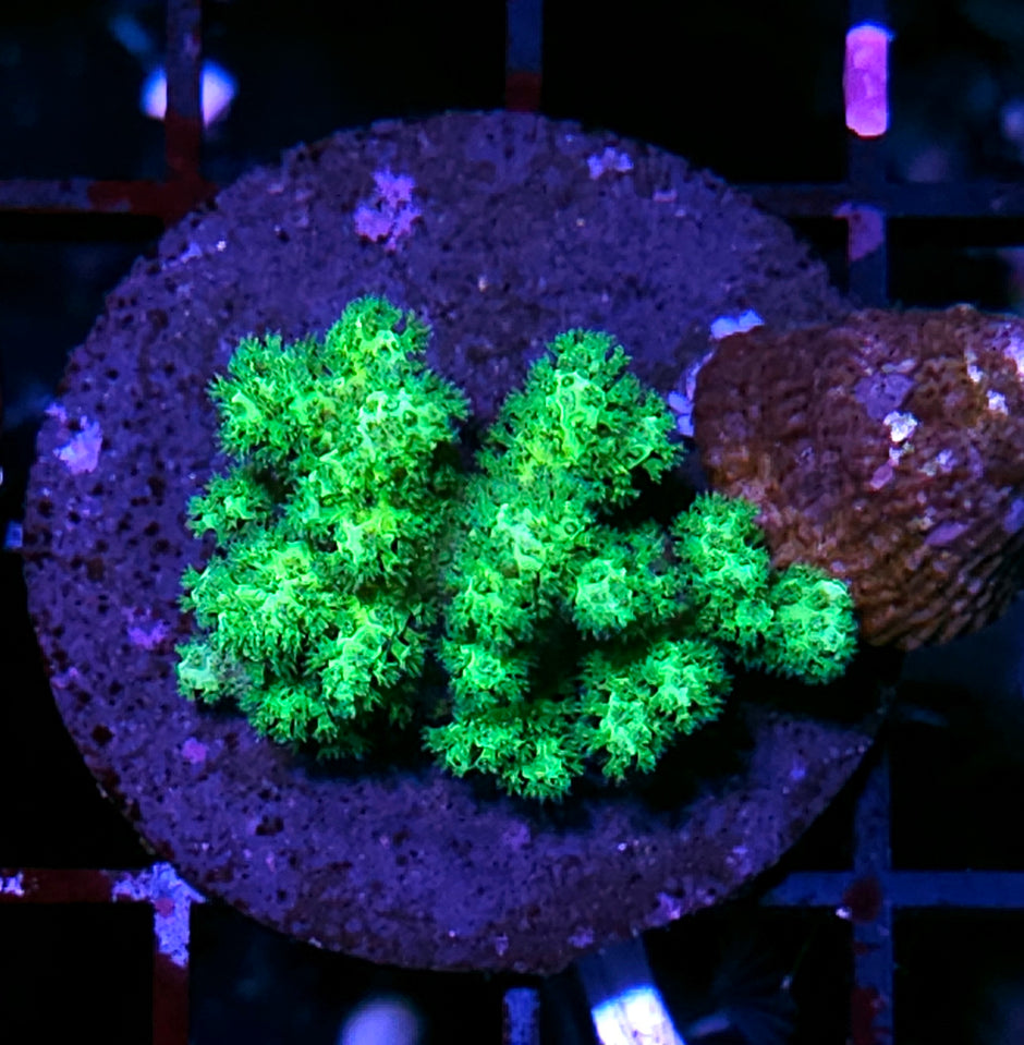 Poison Green Pocilopora