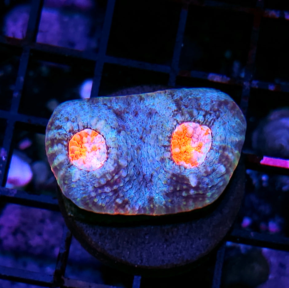 HF Enchanted Flames Rainbow Rim Chalice