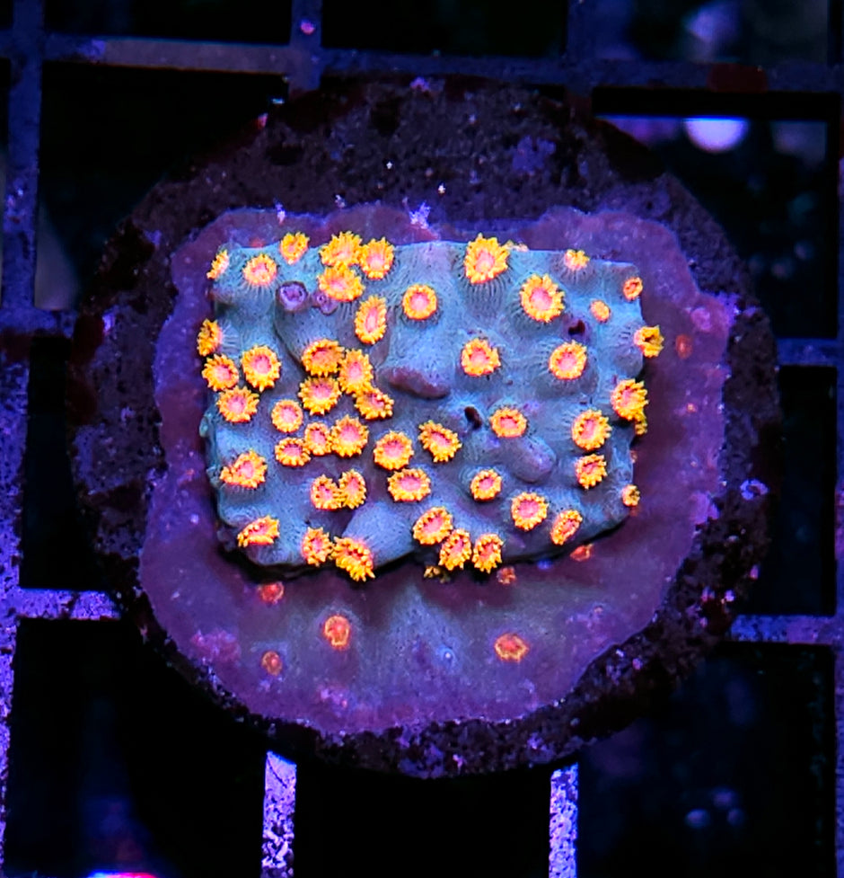 HF Carnage Cyphastrea