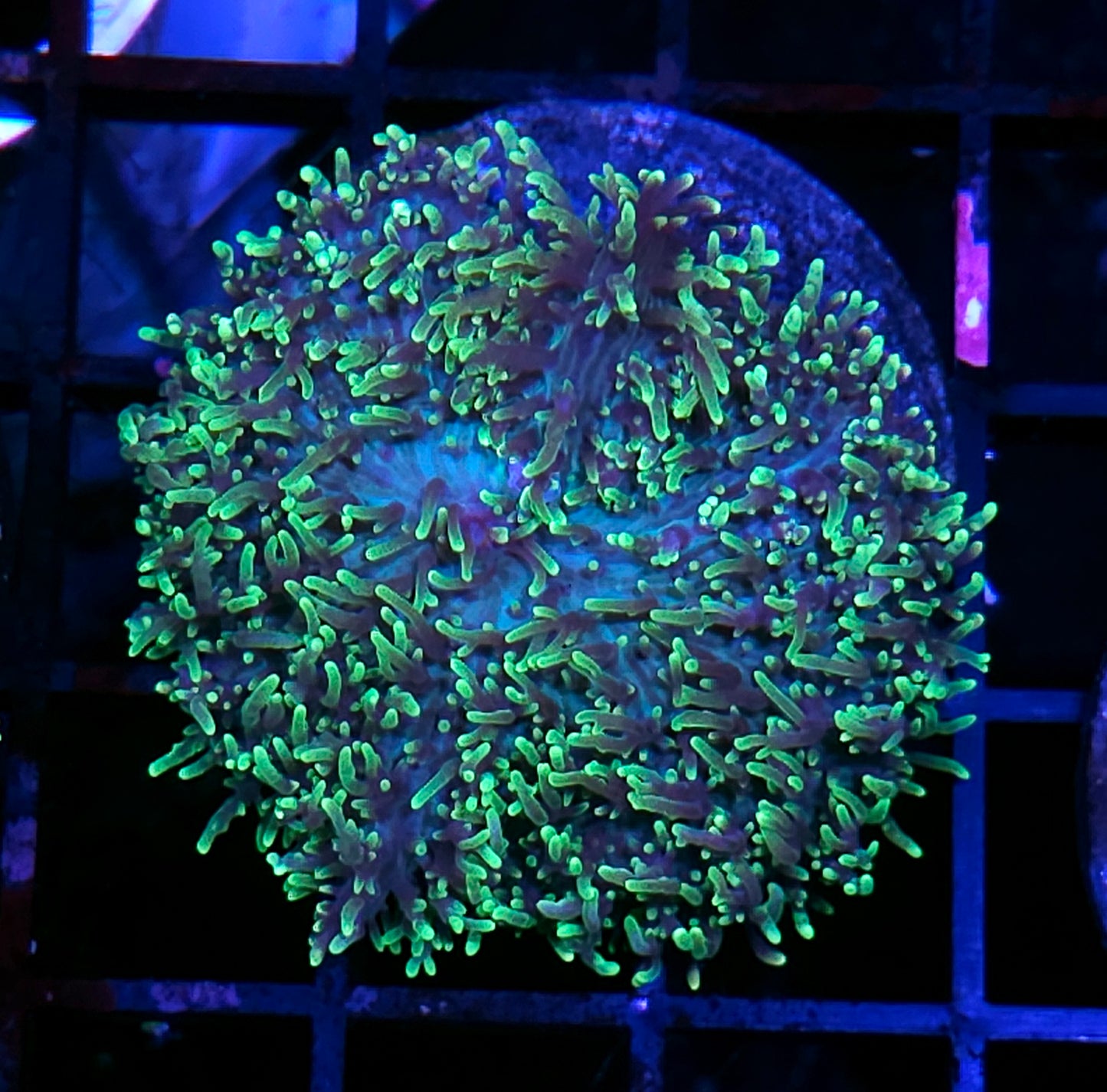 HF Shag Daddy Carpet Mushroom